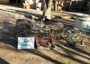 Policía Ambiental recuperó cerca de 80 aves silvestres