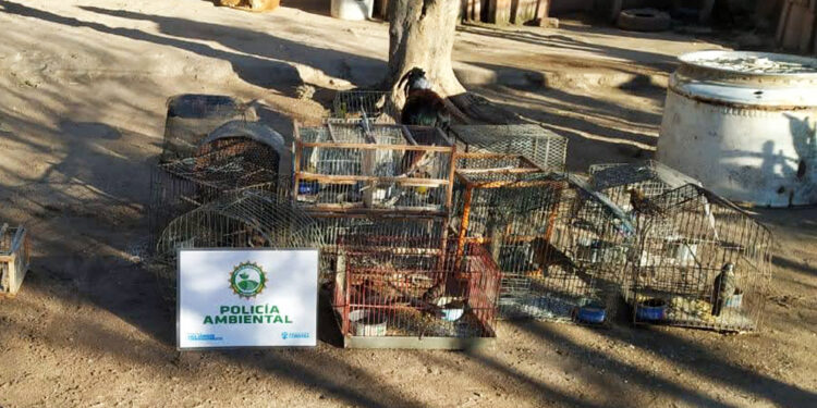 Policía Ambiental recuperó cerca de 80 aves silvestres