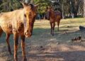 Asisten a animales afectados por los incendios