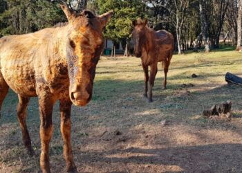 Asisten a animales afectados por los incendios