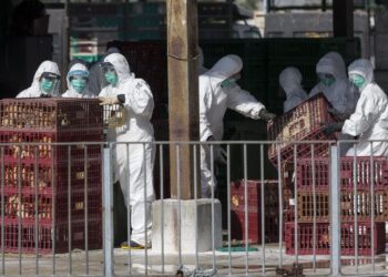 China reportó el primer caso de gripe aviar H3N8 en humanos