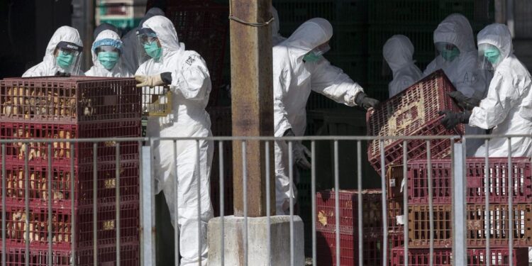 China reportó el primer caso de gripe aviar H3N8 en humanos