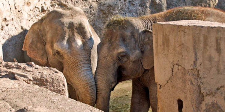 Las elefantas Pocha y Guillermina llegaron a su nuevo hogar en Brasil