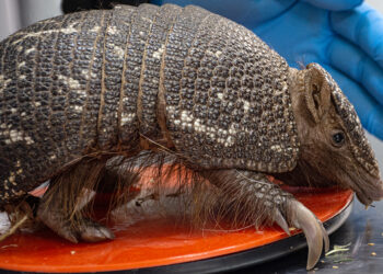 Policía Ambiental recuperó un mataco bola que viajó desde San Luis
