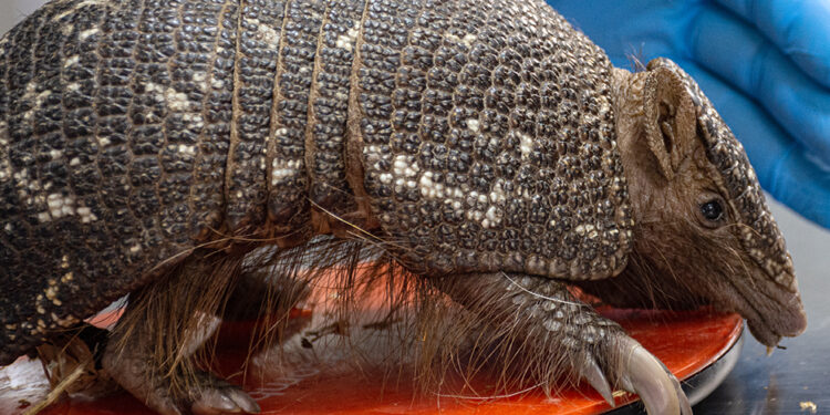 Policía Ambiental recuperó un mataco bola que viajó desde San Luis