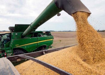 La Aduana y Gendarmería evitaron el contrabando de 150 toneladas de soja con destino a Brasil