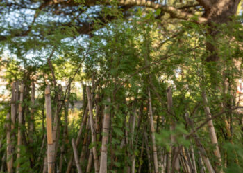 La Plaza de las Américas tendrá especies de flora nativa