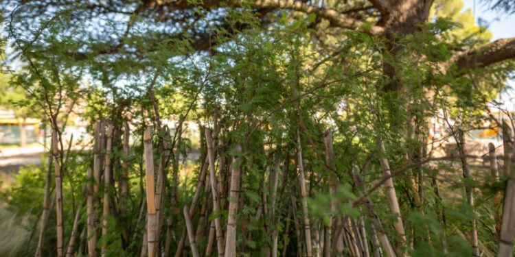 La Plaza de las Américas tendrá especies de flora nativa