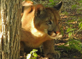 Capturaron un puma en San Marcos Sierras