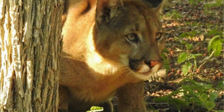 Capturaron un puma en San Marcos Sierras