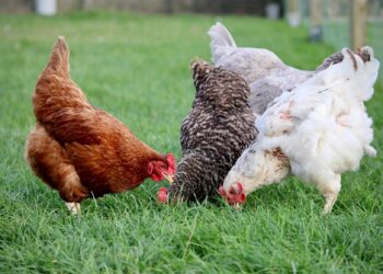 Se detectaron tres nuevos casos de gripe aviar en Córdoba