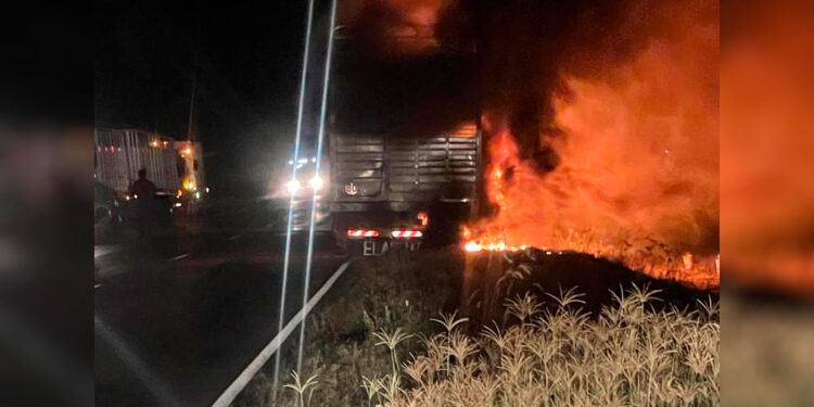 Se incendió un camión que transportaba vacas y varias fallecieron