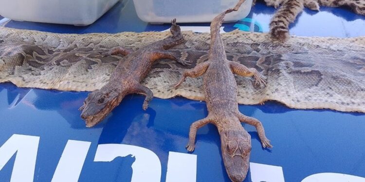 Desbarataron un "zoo" clandestino con todo tipo de animales exóticos en Villa Adela