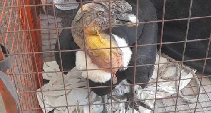 Rescataron a un cóndor atacado por perros en el Camino de las Altas Cumbres