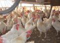 Gripe aviar: murieron 220.000 gallinas en Río Negro