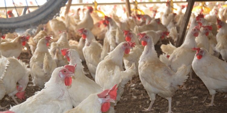 Gripe aviar: murieron 220.000 gallinas en Río Negro