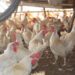 Gripe aviar: murieron 220.000 gallinas en Río Negro