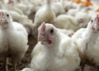 Confirman el primer caso de gripe aviar en pollos parrilleros y cierran las exportaciones