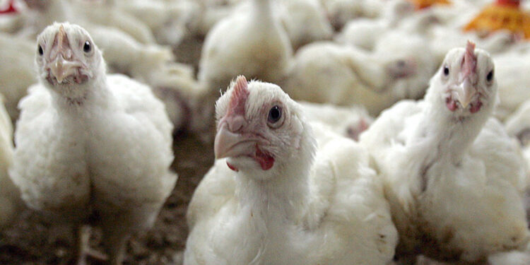 Confirman el primer caso de gripe aviar en pollos parrilleros y cierran las exportaciones