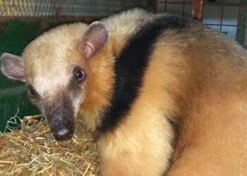 Policía Ambiental rescató una osa melera, aves protegidas y una tortuga