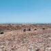 Anahí Bulnes: forenses trabajan en el predio de enterramiento sanitario Piedras Blancas