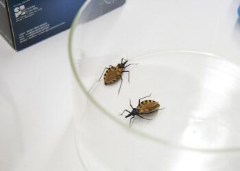 Actividades por el Día Mundial de Chagas