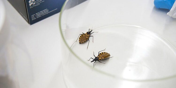 Actividades por el Día Mundial de Chagas