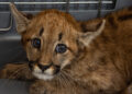 Rescataron un cachorro de puma en Cintra