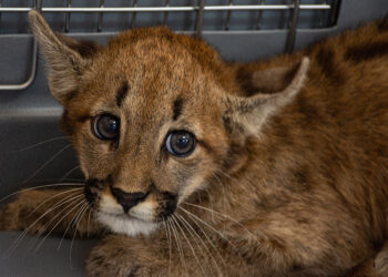 Rescataron un cachorro de puma en Cintra