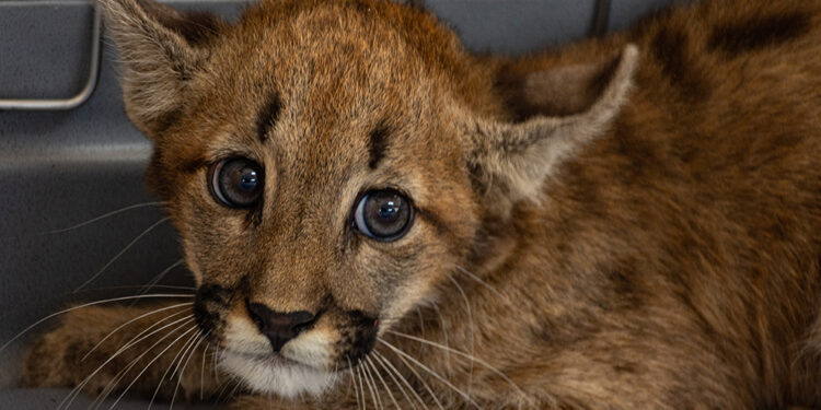 Rescataron un cachorro de puma en Cintra