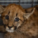 Rescataron un cachorro de puma en Cintra
