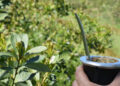 El Gobierno desregula el mercado de la yerba mate