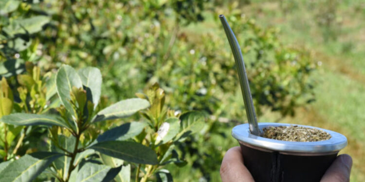 El Gobierno desregula el mercado de la yerba mate