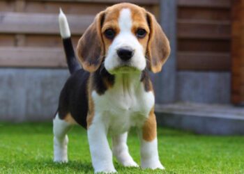 Exigen a Mercado Libre que deje de vender perros