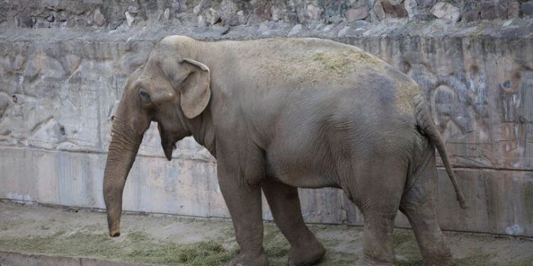 Trasladan a Tamy, el último elefante cautivo en el país, a un santuario de Brasil