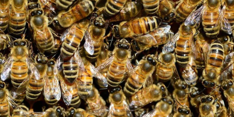 Un hombre murió al ser atacado por un enjambre de abejas