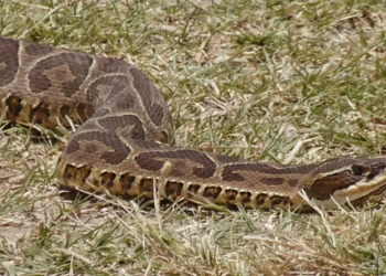 Una mujer fue mordida por una víbora mientras hacía trekking y está en grave estado