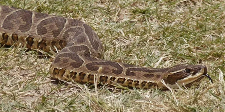 Una mujer fue mordida por una víbora mientras hacía trekking y está en grave estado