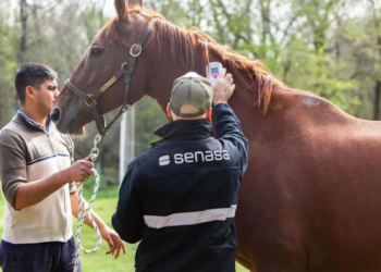 Reportan la primera muerte por encefalitis equina en la Patagonia