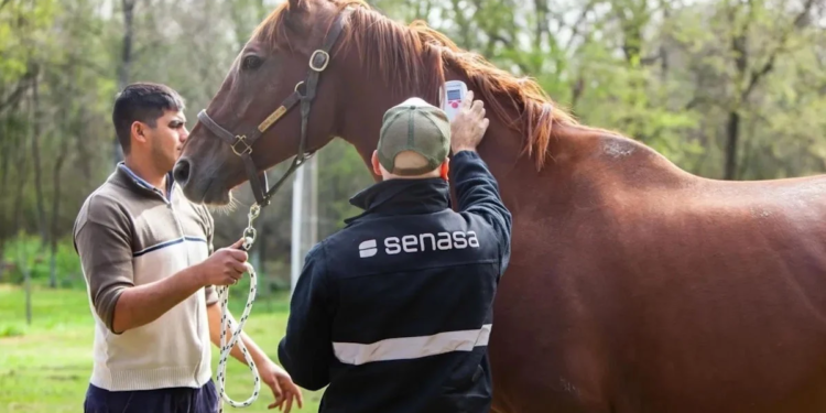 Reportan la primera muerte por encefalitis equina en la Patagonia
