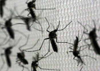 Salud confirma tres nuevos casos autóctonos de chikungunya en Córdoba