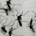 Salud confirma tres nuevos casos autóctonos de chikungunya en Córdoba
