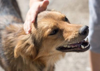 Día del Animal: ¿por qué se celebra hoy en Argentina?