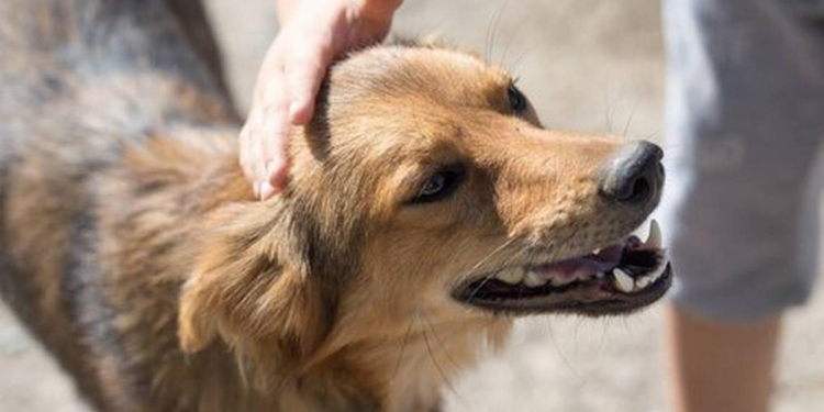 Día del Animal: ¿por qué se celebra hoy en Argentina?