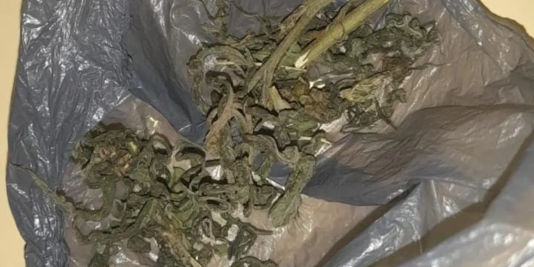 Un nene de 10 años llevó marihuana a la escuela