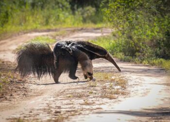 Un oso hormiguero sorprendió a la Región de Ansenuza