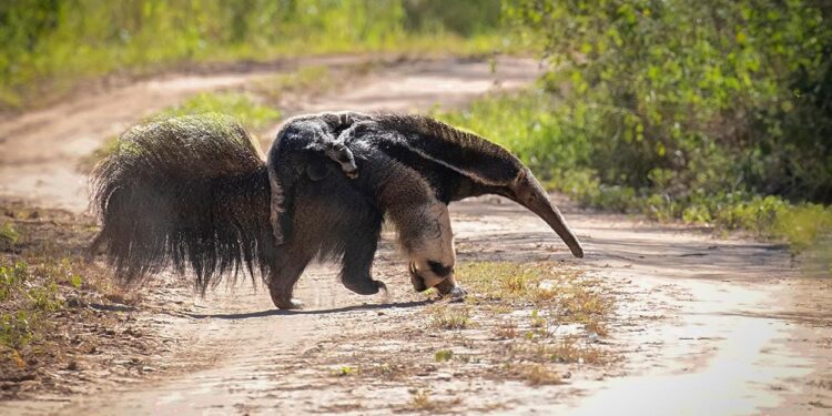 Un oso hormiguero sorprendió a la Región de Ansenuza