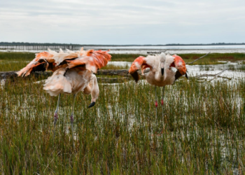 Liberaron dos flamencos australes y 48 aves pequeñas en la región de Ansenuza