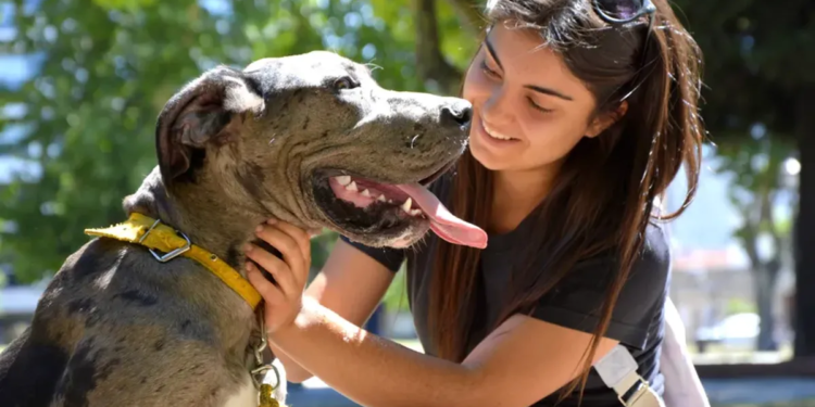 Este sábado habrá un Festival de adopción de perros y gatos en la Plaza de la Intendencia