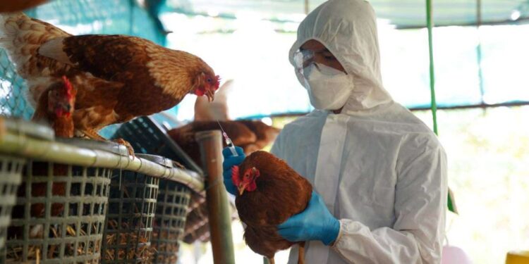 Primera muerte humana por gripe Aviar Confirmada por la OMS